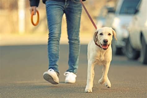 This gives you additional leverage whenever you are walking your pet in an exciting environment