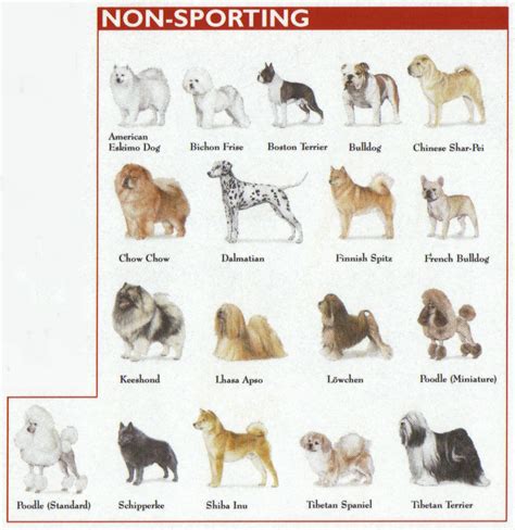  This group consists of miscellaneous breeds of dog mainly of a non-sporting origin, including the Bulldog, Dalmatian, Akita and Poodle