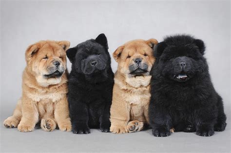  This group includes breeds such as the Bulldog, Chow Chow, and Pekingese