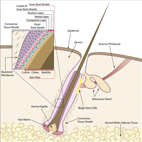  This growth hub is called the dermal papilla and its located at the base of each hair follicle below the skin