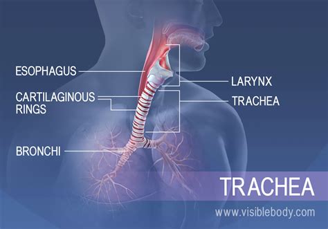  This growth includes their neck area, with the trachea being located there