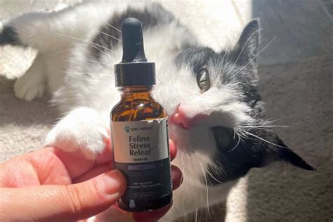  This has a direct impact upon how much and how often you should administer hemp oil for cats