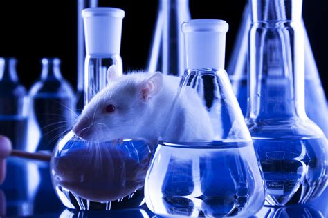  This has been displayed in past studies conducted on mice and rats where CBD was found to be capable of killing cancerous cells, preventing them from metastasizing