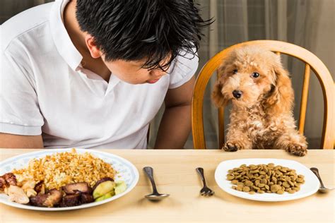  This helps ensure that our puppies can focus on eating so they remain healthy and happy