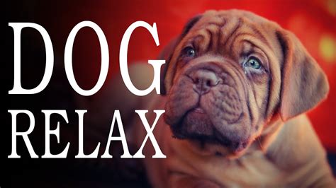  This helps reduce anxiety symptoms in dogs and lulls them to sleep faster and longer