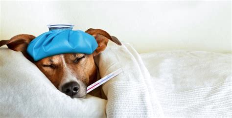  This helps to prevent your pet from becoming seriously ill