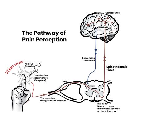  This hormone is involved in pain perception, and in high concentrations, it dulls pain sensation