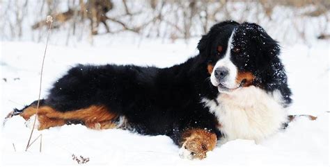  This hybrid blends the clever goofiness of the poodle, with the placid loyalty of the Bernese