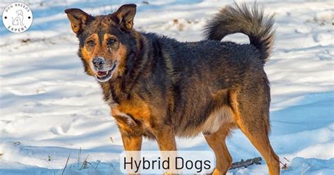  This hybrid dog can live up to 10 to 14 years
