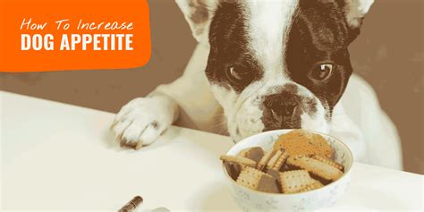  This increase in appetite may be beneficial for dogs who are underweight due to old age or illness