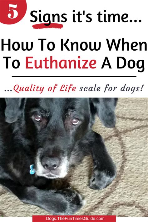  This information will help you gauge whether the dog is a good fit for your home and lifestyle