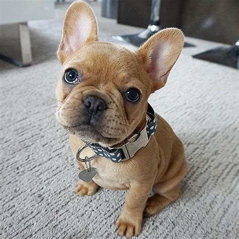  This is Micro, a perfect body specimen for a Frenchie