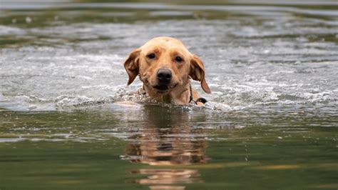  This is a breed that also loves to swim