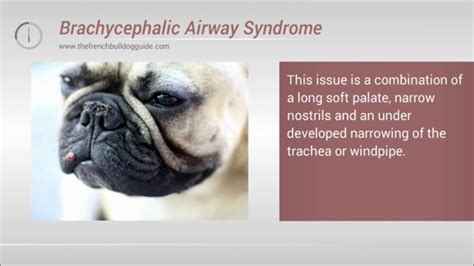  This is a risk for any breed, but for the bulldog, which already has a narrow airway that can make them struggle to breathe, it is even more important