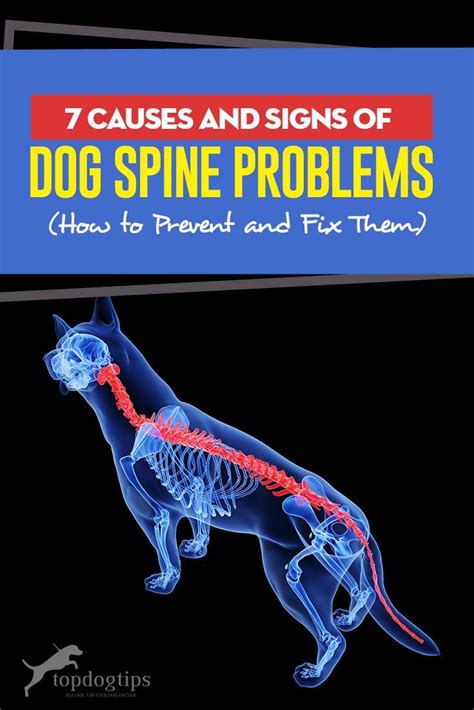  This is a serious problem that affects the spine and tends to affect older dogs