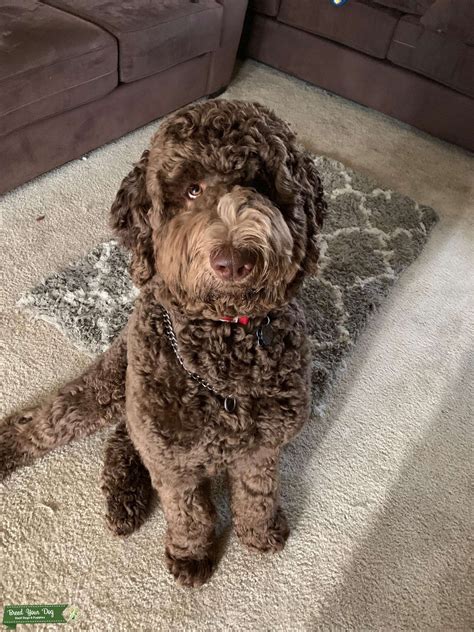  This is again a more rare Bernedoodle color out there, but it sure does look beautiful! Chocolate Bernedoodle Chocolate Bernedoodles can come in a variety of patterns