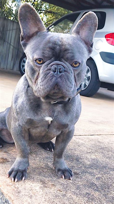  This is an ideal breed of French Bulldog for those responsible for not breeding it more than three times a lifetime, and not one less than every two or three years