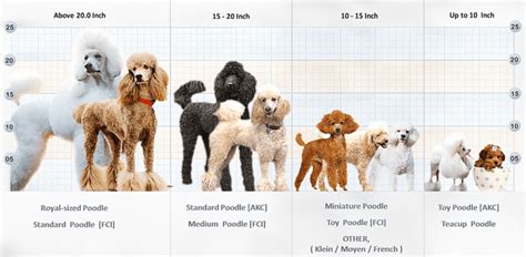  This is based on the size of the poodle that is the parent