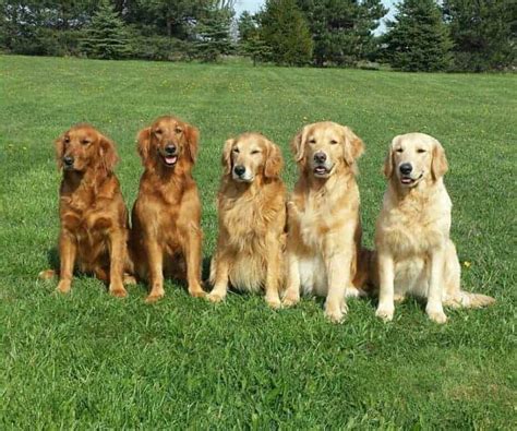  This is because Golden Retrievers have longer and silkier fur, which tends to mat and tangle more easily