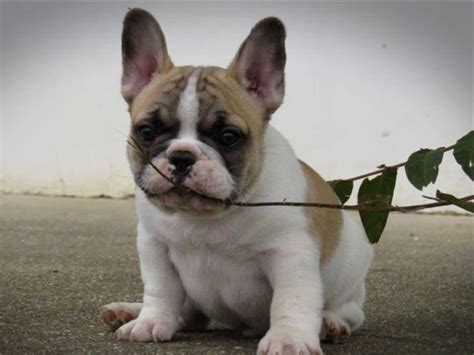  This is because White Frenchies have become increasingly popular, raising the number of breeders involved in their creation