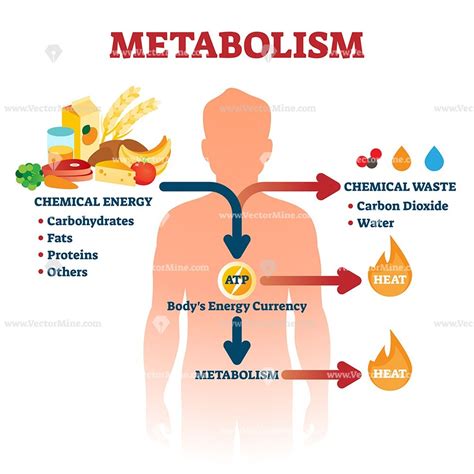  This is because a healthy metabolism is better equipped to break down and eliminate foreign substances, including drugs like meth