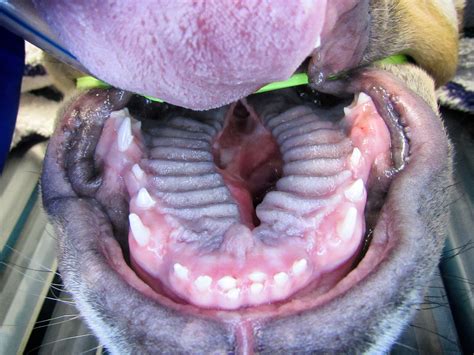  This is because the palate, teeth, tongue, and tissue are the same size as that of a dog with a much longer muzzle