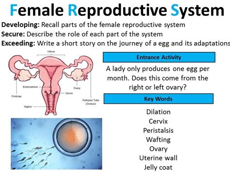  This is because their reproductive systems are more efficient when they are in their prime
