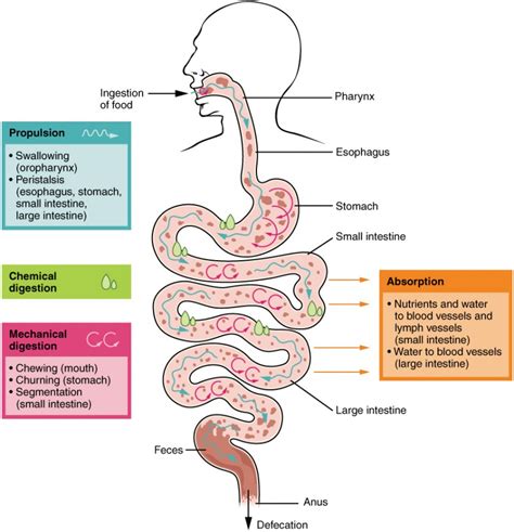  This is different from vomiting, an active process that involves contraction of the stomach