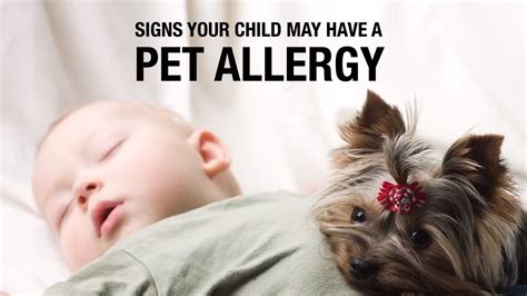  This is due to the pet dander that causes allergy in the first place