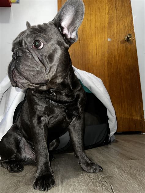  This is especially important if your Frenchie has been experiencing diarrhea or vomiting recently because these conditions can cause dehydration