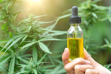  This is especially important since CBD oil can interfere with the metabolism of other drugs your canine may need for proper treatment