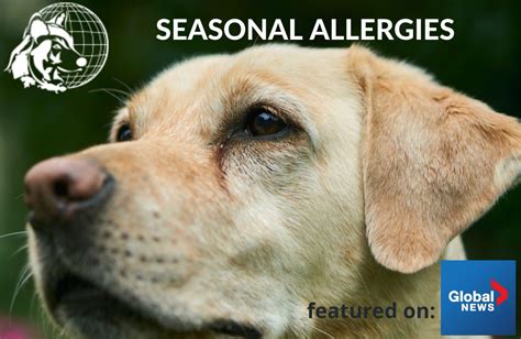  This is great for dogs with seasonal allergies and those whose anxious tic is itching in a particular area
