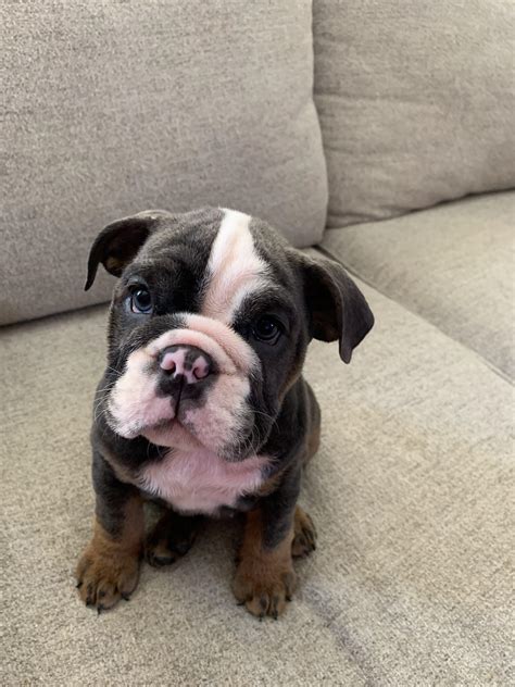  This is our first English Bulldog and we are so in love with him already