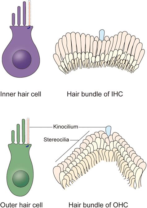  This is possible because drugs present in the bloodstream actually become a part of hair cells as the hair grows