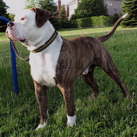  This is probably due to the rarity of this particular pattern and the rarity of the black patches in general when it comes to the American Bulldog breed