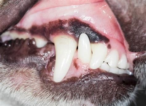  This is something many dog owners overlook, which is why gum disease is one of the most common health issues in dogs