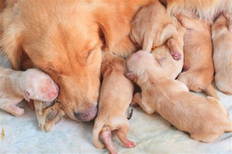 This is the moms first litter