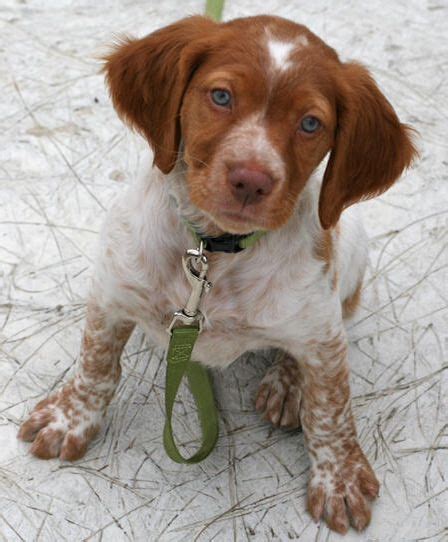  This is the price you can expect to budget for a Brittany Spaniel with papers but without breeding rights nor show quality