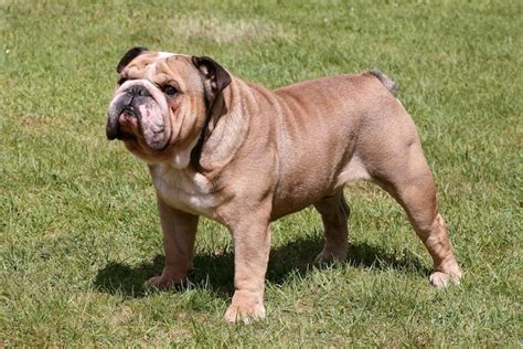  This is the price you can expect to pay for the English Bulldog breed without breeding rights