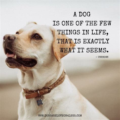  This is true for dogs as well