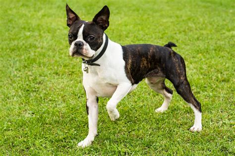  This is typical of all Boston Terriers, so if you meet any other color, it is probably a different breed