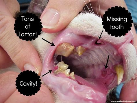  This is uncomfortable for your cat and can lead to dental issues, tooth decay, and excess bacteria in the mouth