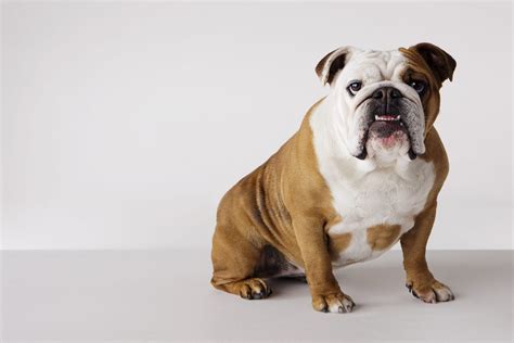  This is usually due to the numerous complications and health challenges the bulldog faces in the course of life