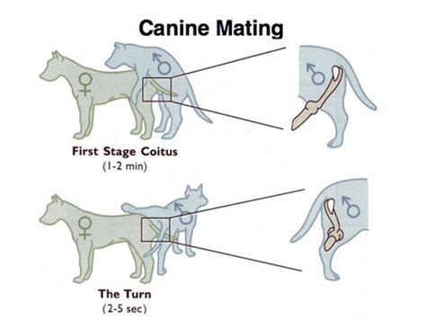  This is when the dog reaches sexual maturity and is physically and mentally ready for breeding