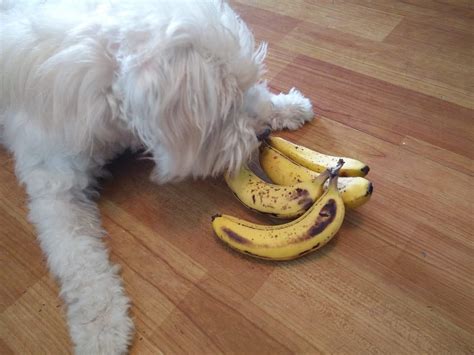  This is why, even though bananas are okay to give your French Bulldog, you should only feed them about half a banana in 3 days