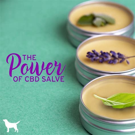  This is why CBD salve for dogs work well to treat a tumor directly