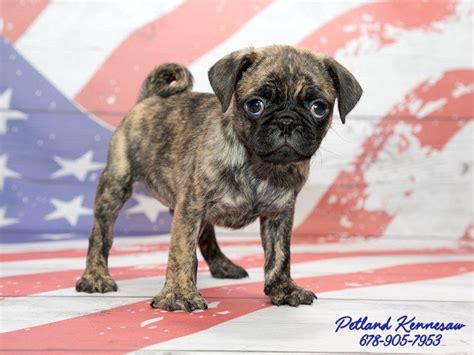  This is why a rare brindle Pug for sale in Chicago costs more than other Pug puppies