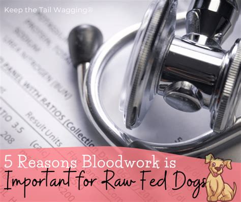  This is why regular bloodwork is so important to have done on your dog