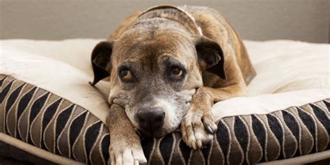  This kind of difficulty can lead to stress and anxiety in senior dogs