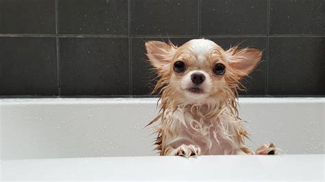  This lively and intelligent little dog can be bathed as frequently as every week up to no more than every six weeks depending on his lifestyle
